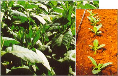 Growing Tobacco 02d Growing Tobacco
