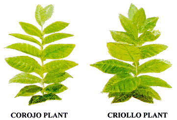 03b Growing Tobacco: 2 Types of Plants
