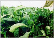 03c Growing Tobacco: 2 Types of Plants