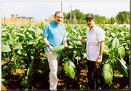 03d Growing Tobacco: 2 Types of Plants