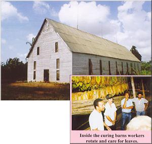 04b Curing Tobacco