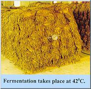 04c Curing Tobacco